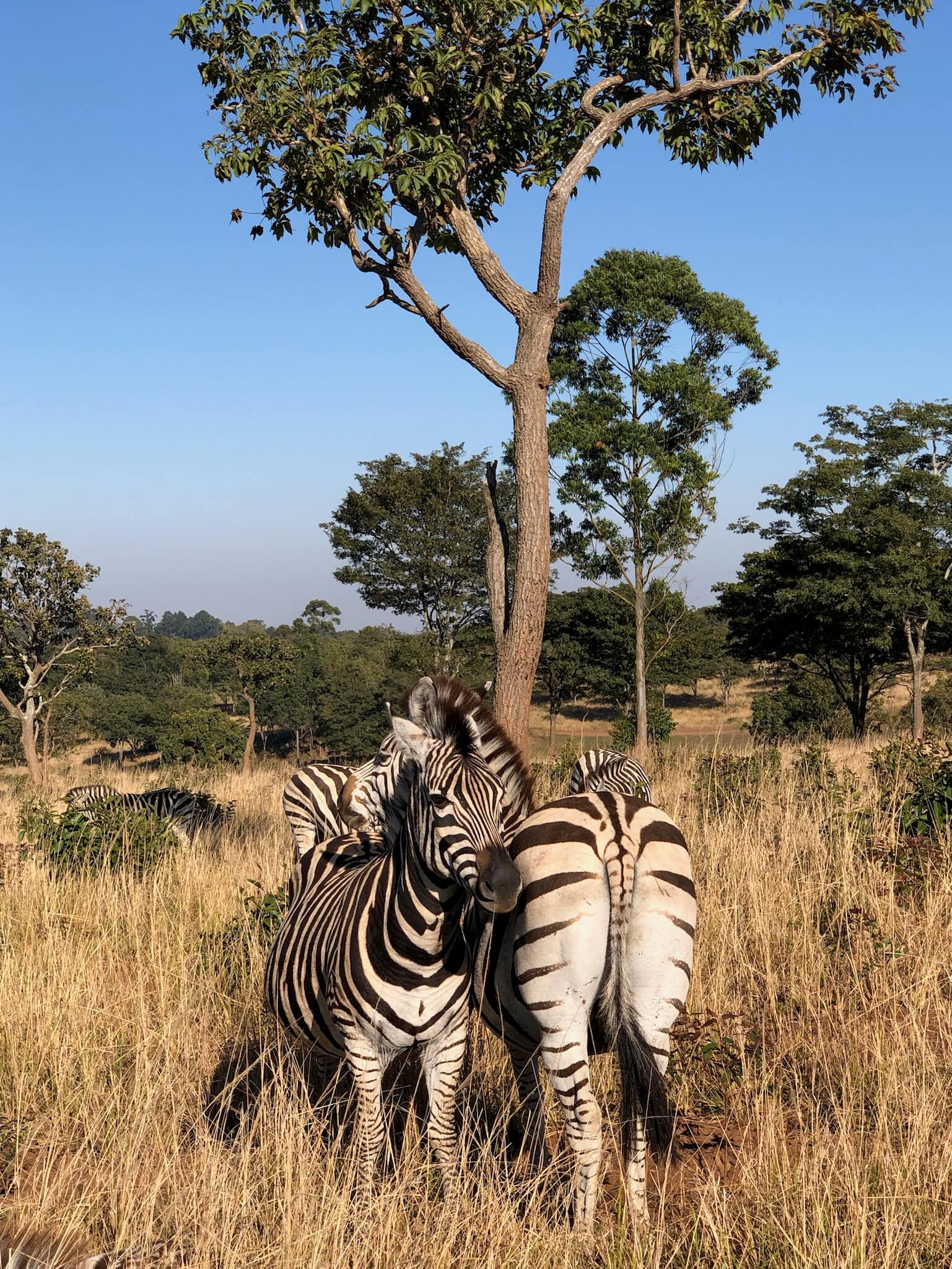 Twee zebra's: de een zie je van de achterkant, de ander van de voorkant. Ze zitten half verstrengeld in elkaar
