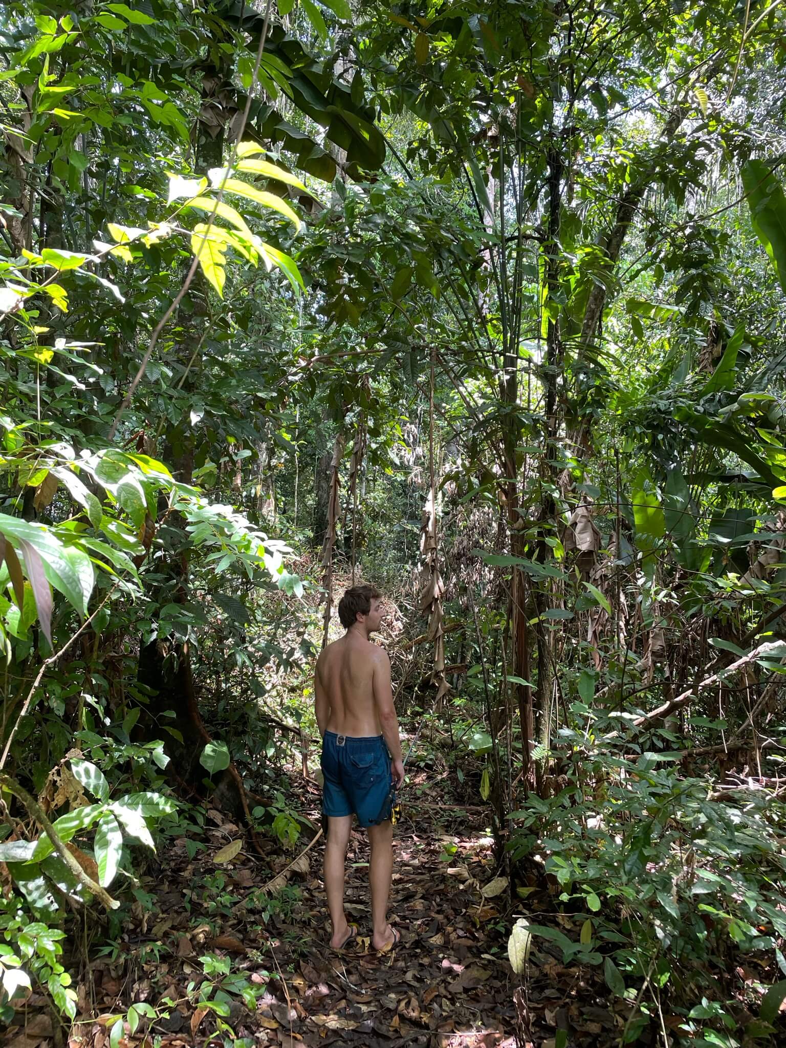 Niels loopt door het dichtbeboste bos op het eiland. Om hem heen staan grote bomen en planten