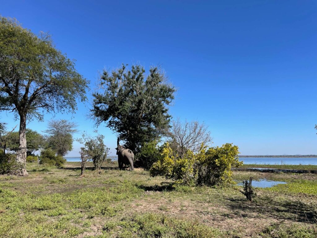 Een olifant die uit een boom eet met zijn slurf