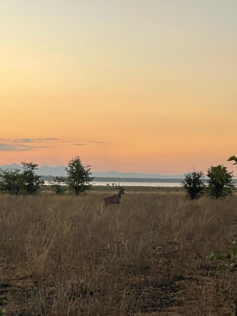 Een springend hert met op de achtergrond de zonsondergang