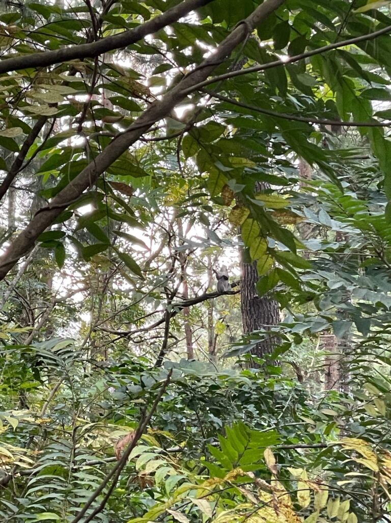 Een foto van de jungle. Je ziet allemaal groene bomen, struiken en mos