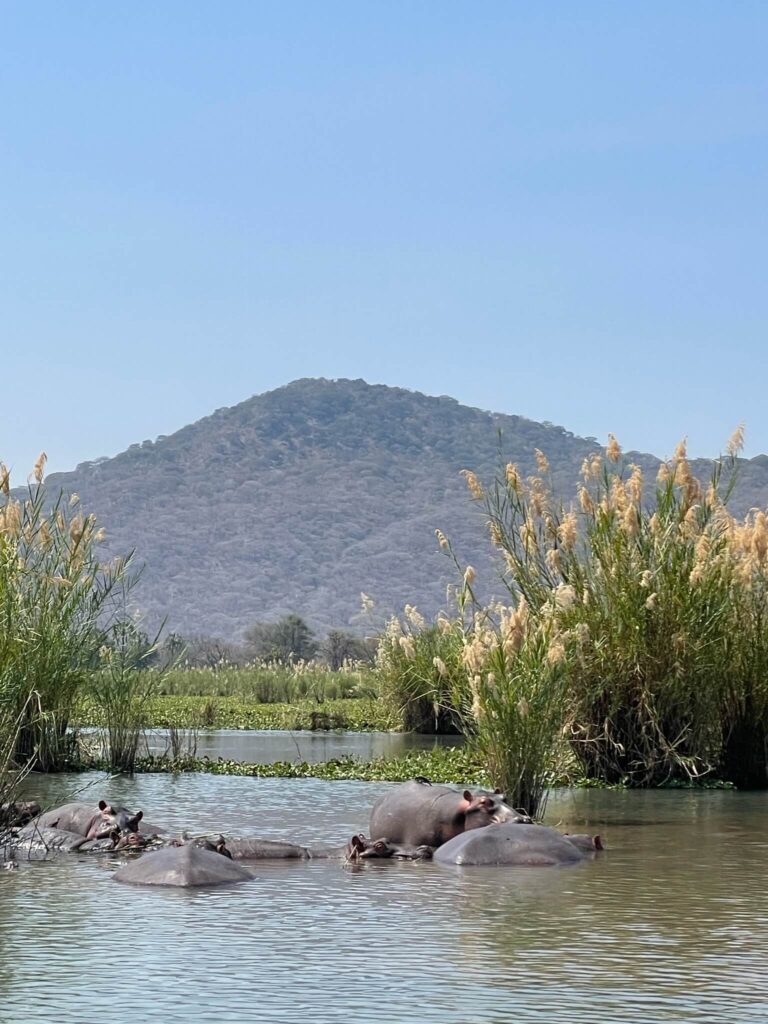 Er liggen meerdere nijlpaarden in het water. Eentje steekt wat meer omhoog uit. In de verte zie je een beboste berg