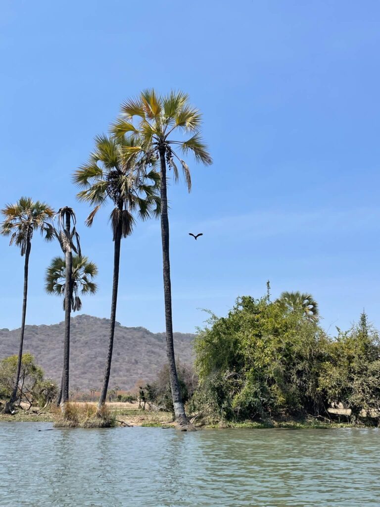 Een foto genomen vanaf het water in het safaripark. Je ziet de rivier en het land. Op het land staan 4 hoge palmbomen
