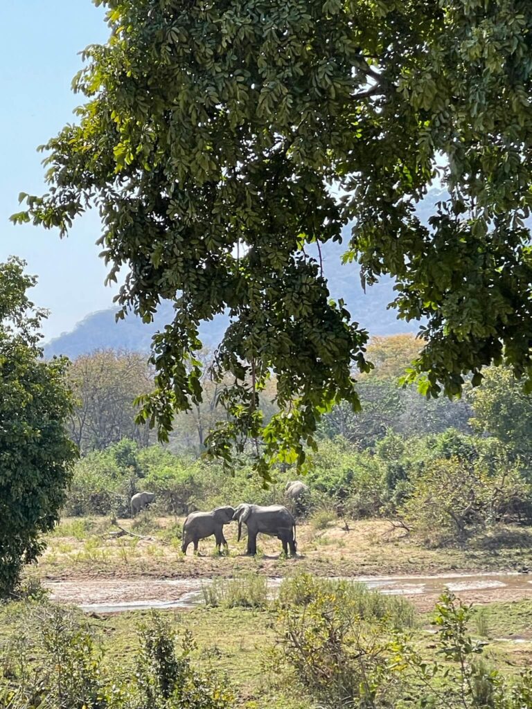 Twee olifanten in de verte die hun slurven in elkaar hebben verstrengeld