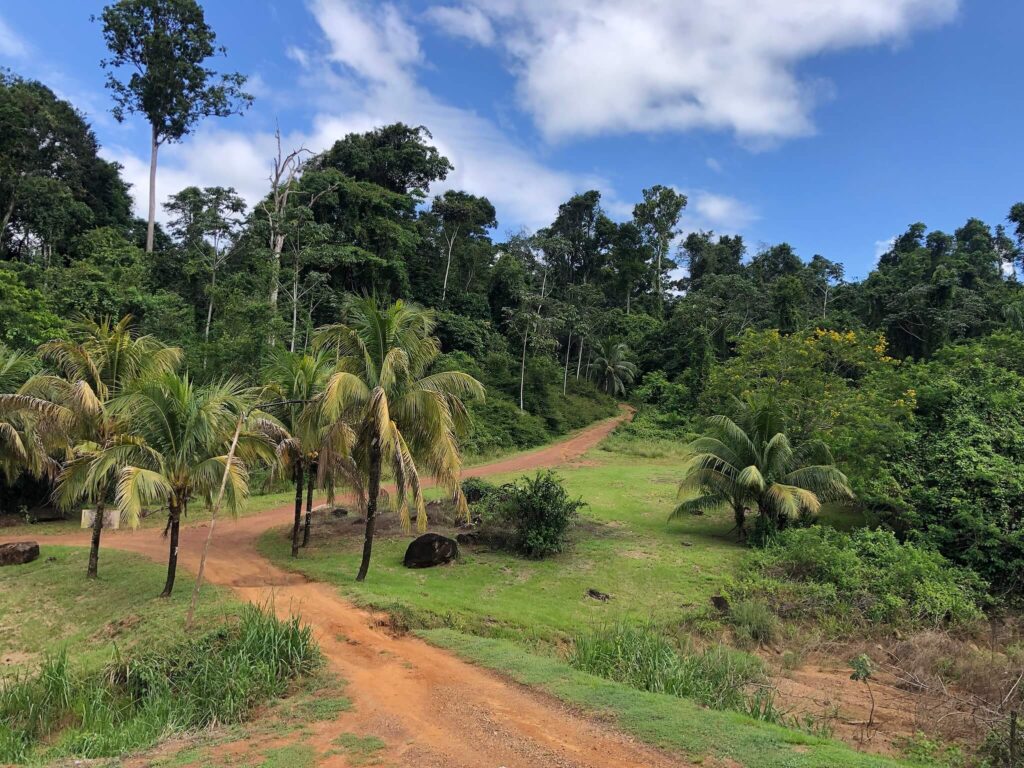 Het terrein van waar we verbleven. Je ziet een groen grasveld met wat palmbomen en een zandweg die erdoorheen loopt. In de verte zie je veel hoge groene bomen
