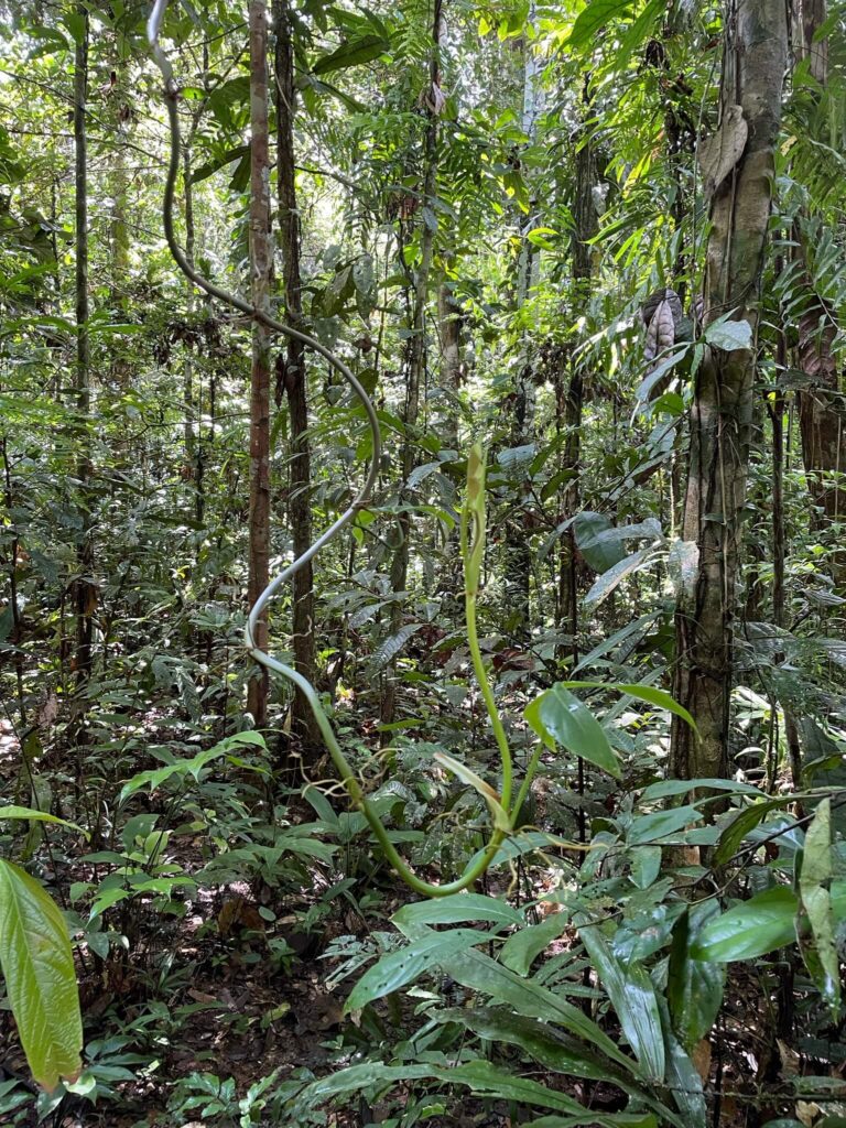 een foto van de groene bebossing in de amazone