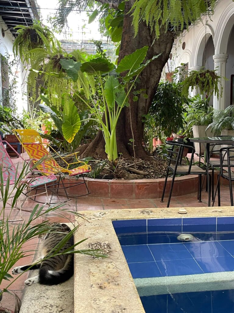 De binnentuin van de accommodatie met grote groene planten en een zwembad. Naast het zwembad ligt een kat