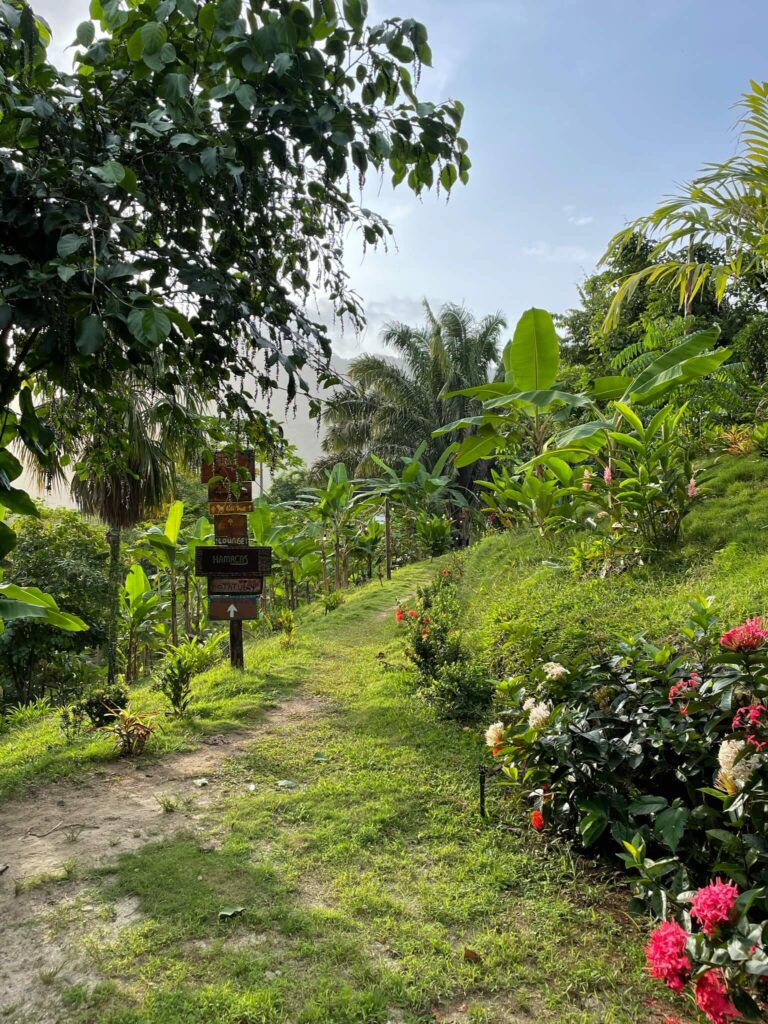 Een groene tuin met planten en rode bloemen en een paadje erdoorhen