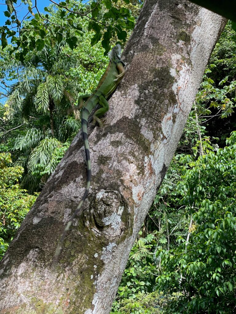 Een hele grote leguaan op de boomschors. De leguaan is groen en blend goed in met de groene bladeren van de boom die je op de achtergrond ziet