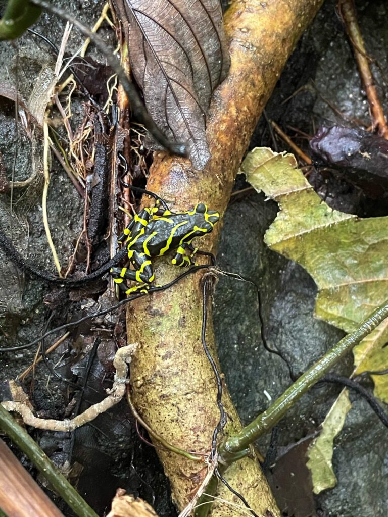 Op een boomstronk zit een zwarte kikker met felgroene strepen