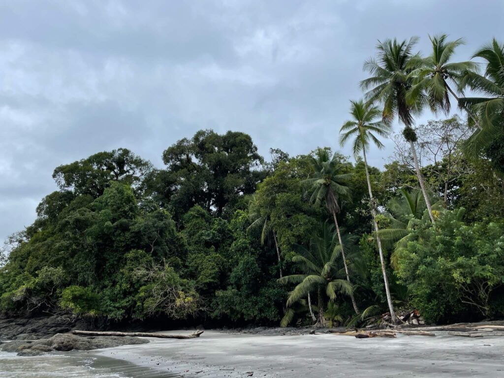 Je ziet hier veel groene bomen die overlopen in de zee