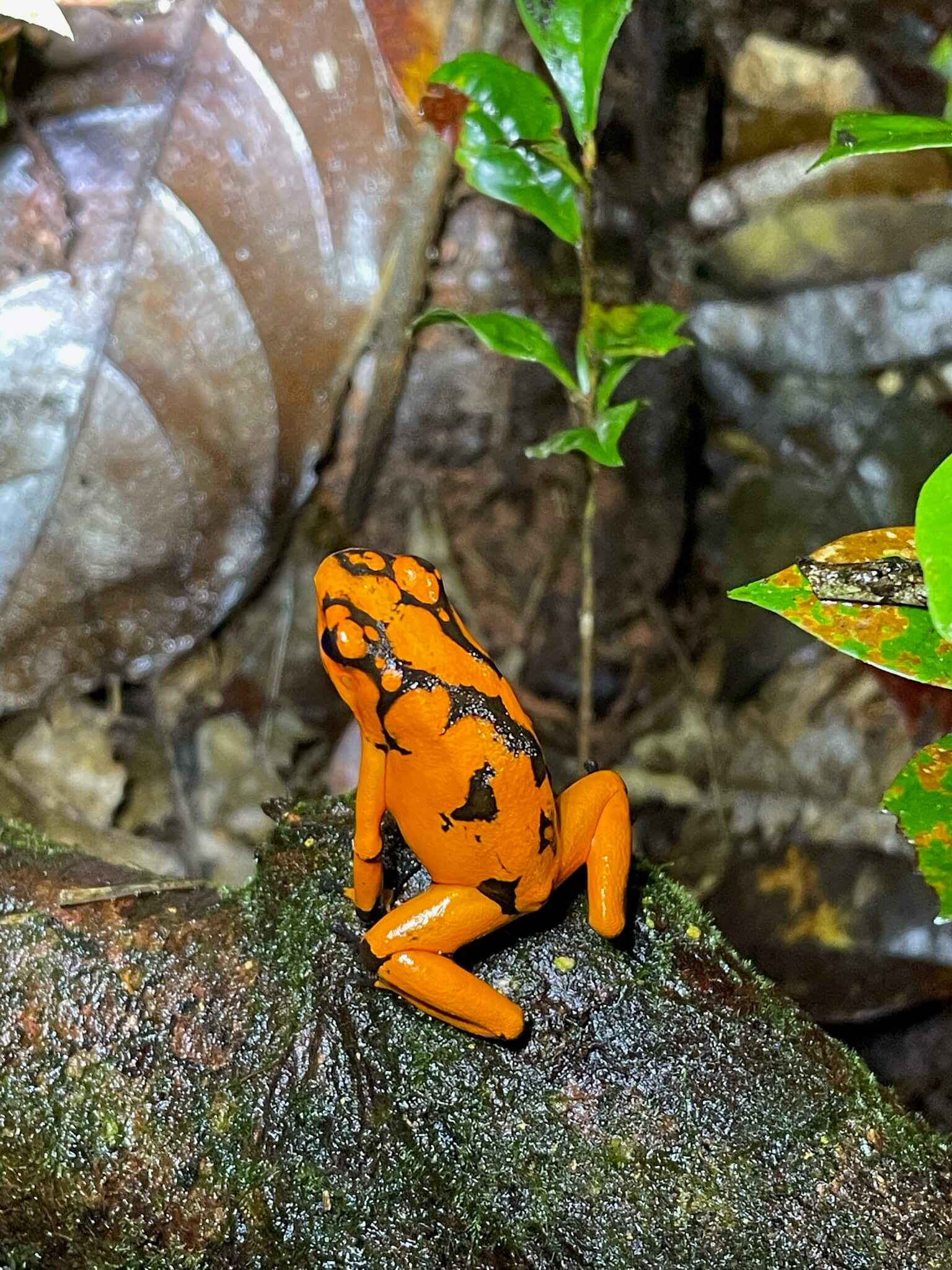 Een feloranje kikker met enkele zwarte stippen