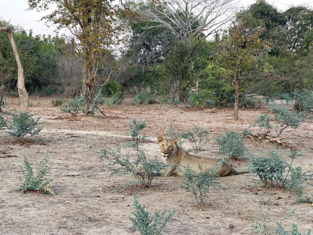 Een leeuwin liggend gefotografeerd. Ze kijkt recht in de camera. De grond onder haar is droog en bestaat uit zand, met enkele kleine struikjes