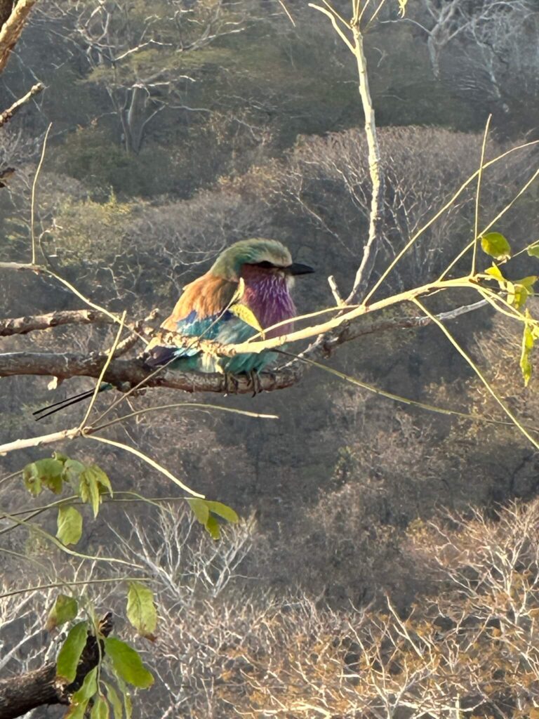 Een prachtig vogeltje op een tak van dichtbij gefotografeerd. De vogel heeft een groene kop, een paarse hals, een blauwe buik en een oranje rug. Je gelooft het bijna niet!