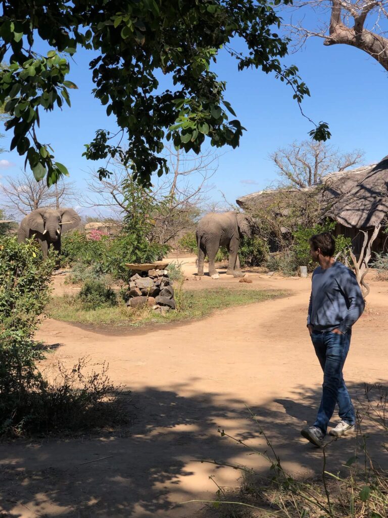 Er lopen 2 olifanten over het terrein en Niels kijkt naar ze