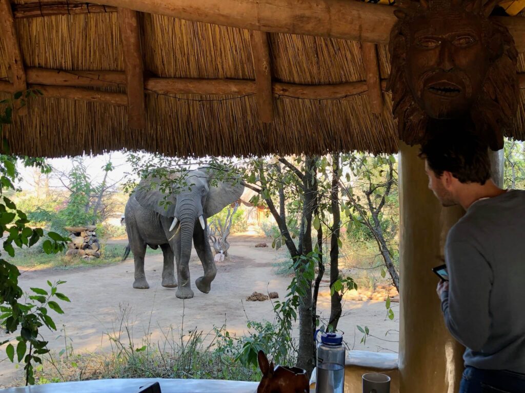 Een olifant die door het terrein heen loopt. Niels bekijkt hem vanuit het restaurant