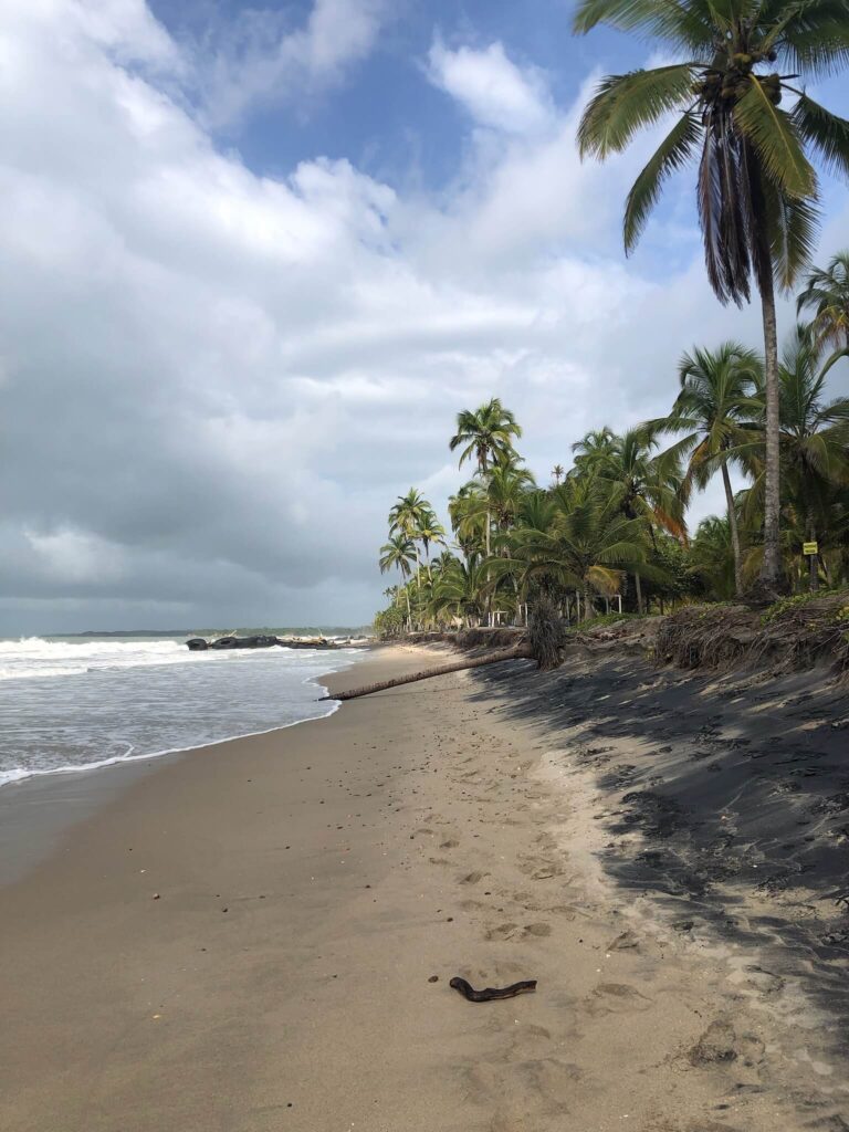 Een tropisch strand waar je de jungle ziet overlopen in het zand en dan vervolgens in de zee
