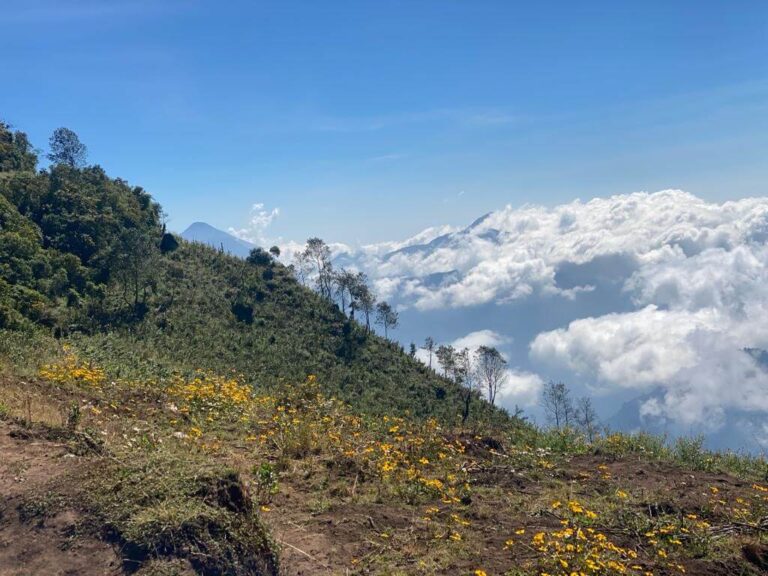 Uitzicht tijdens de hike op een grasveld met allemaal gele bloemetjes. In de verte zien we wolken