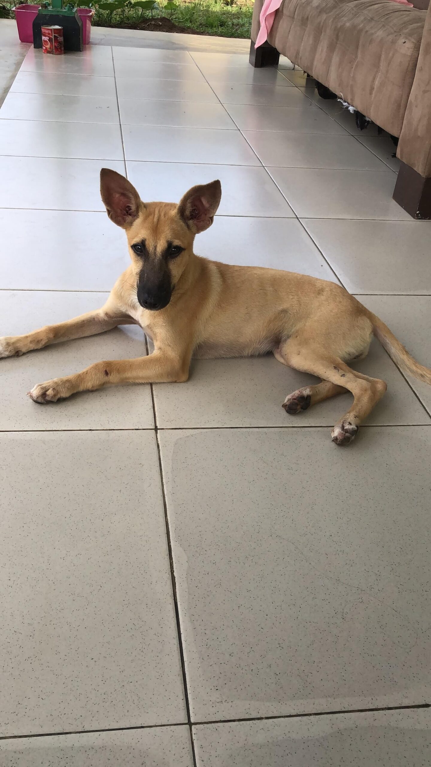 De allerliefste pups: een lichtbruin klein hondje met hoge spitsoren