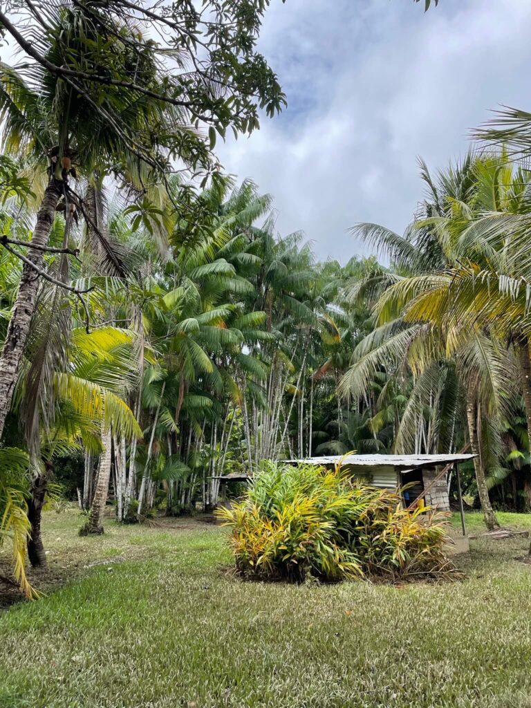 Een prachtig plaatje: je ziet allemaal palmbomen op een groen grasveld staan met aan de rechterkant een klein houten huisje