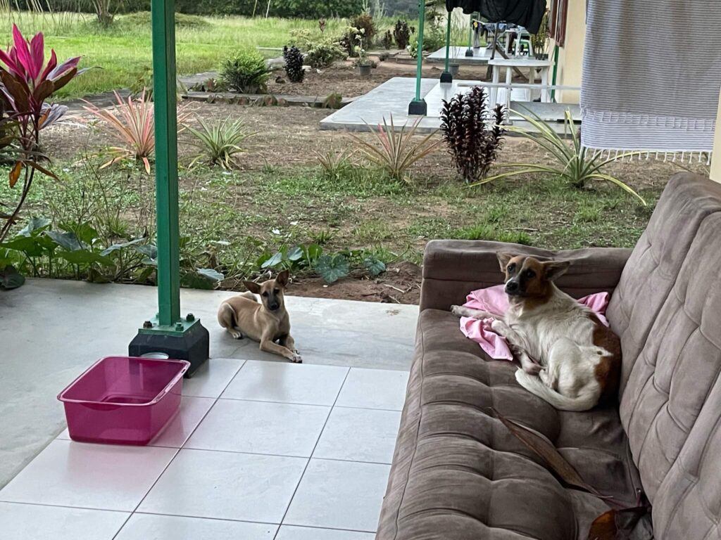 Onze lieve tijdelijke hondjes: Daisy zit rechts op de bank en links op de veranda zit Daisy elegant naar de camera te kijken