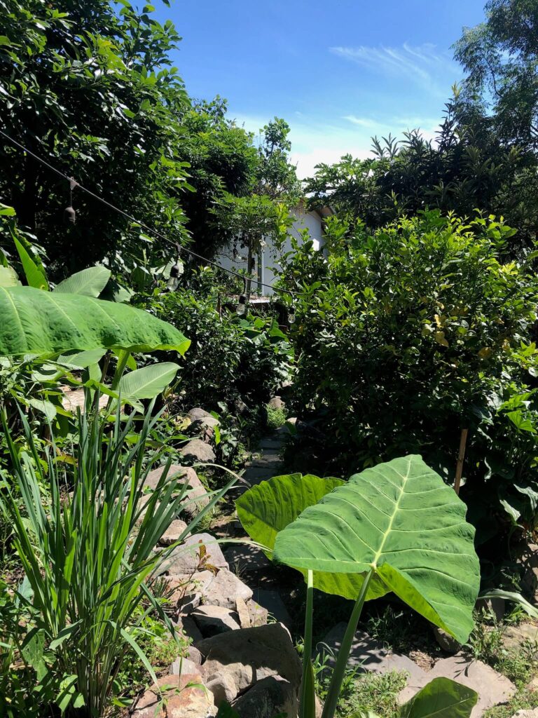 De gigantisch groene tuin van het hostel Casa AHAU