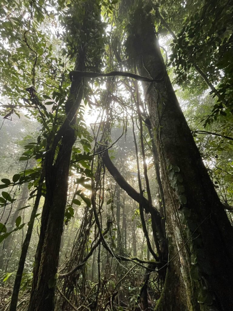 Zeer hoge bomen bij Brownsberg die vanaf de onderkant zijn gefotografeerd