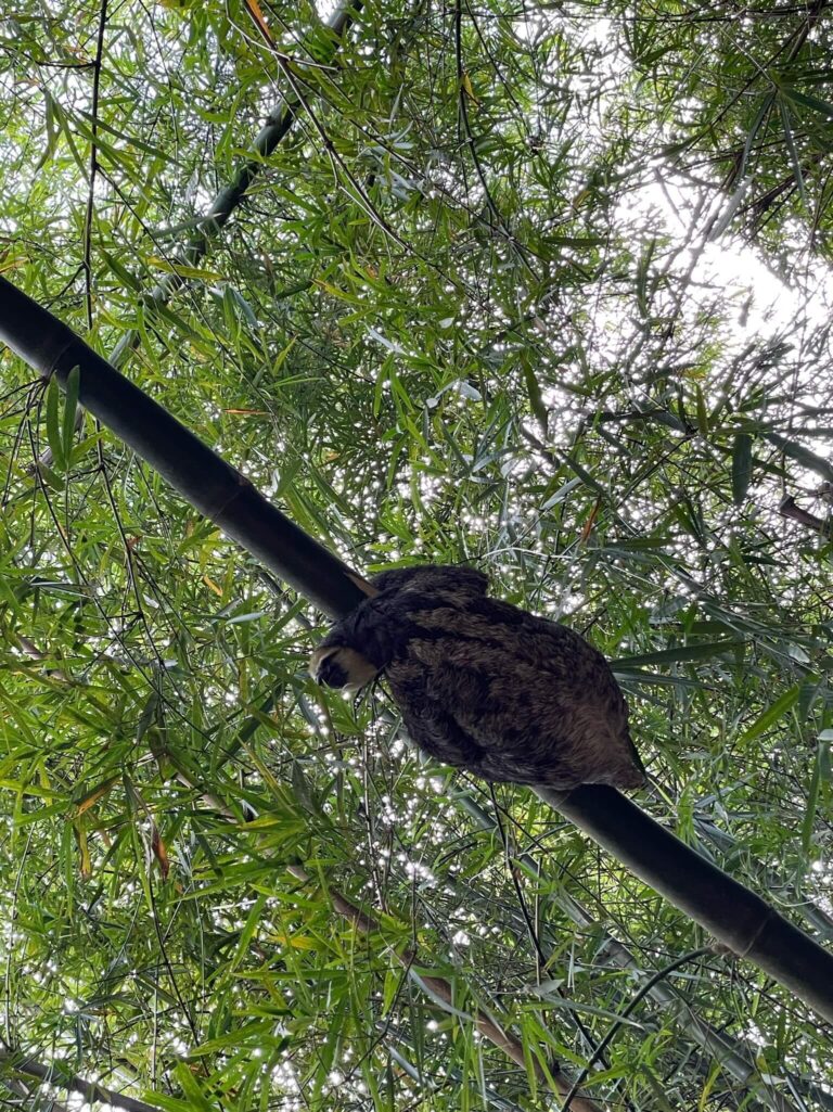 Een luiaard hangt in een tak van een boom