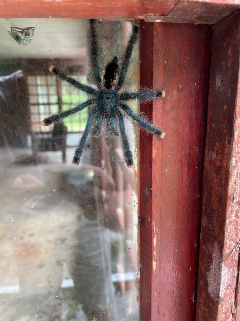 Een grote harige spin op een raam