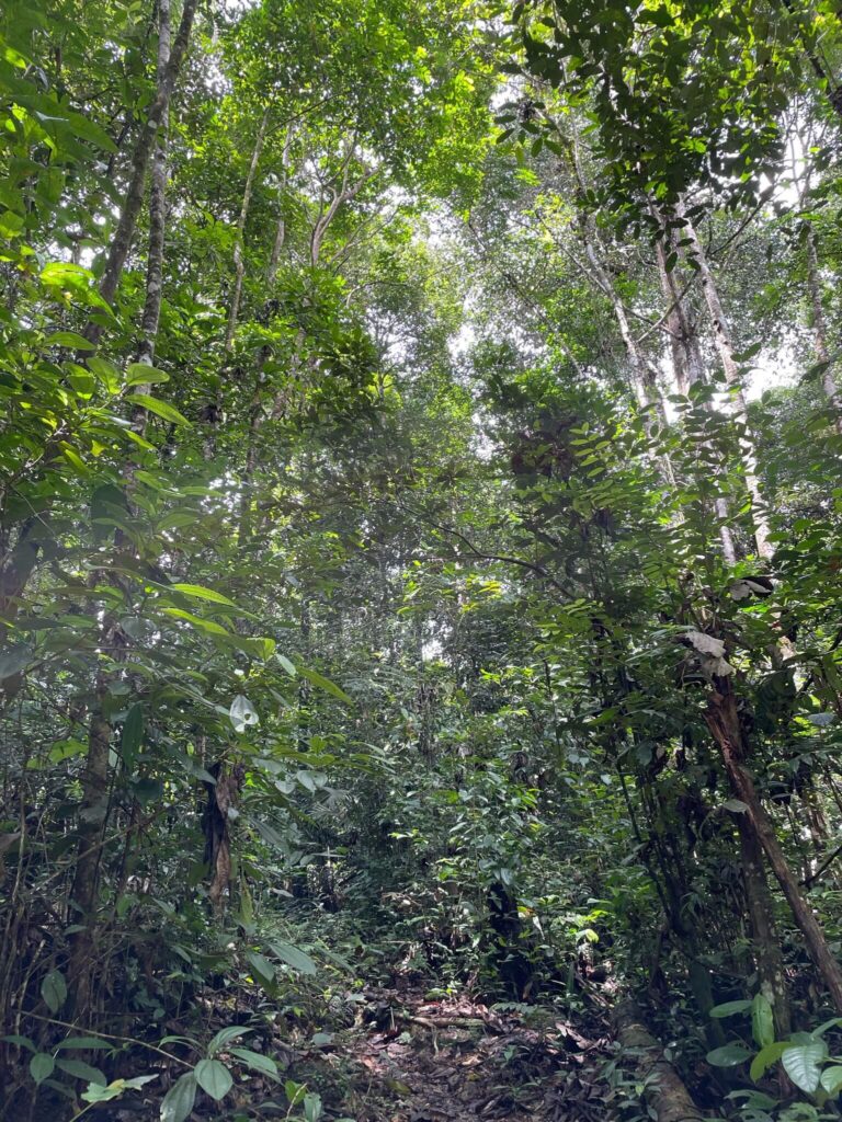 Een foto genomen in de jungle: je ziet alleen maar hoge bomen en bladeren en takken