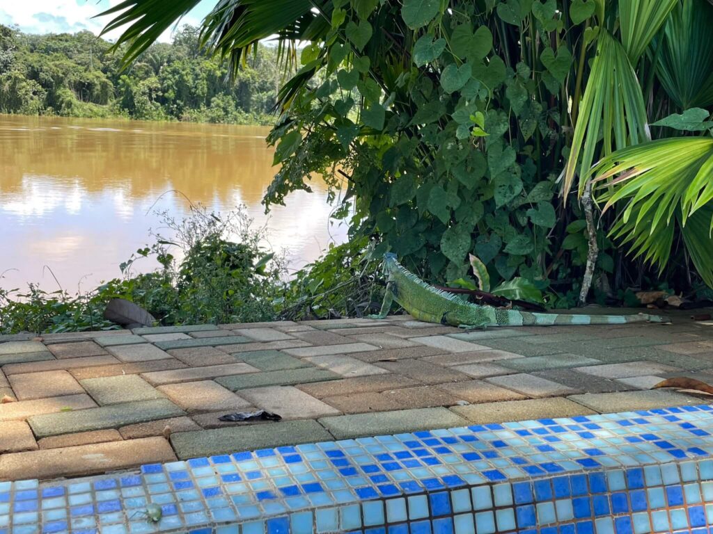 Een felgroene leguaan langs het zwembad