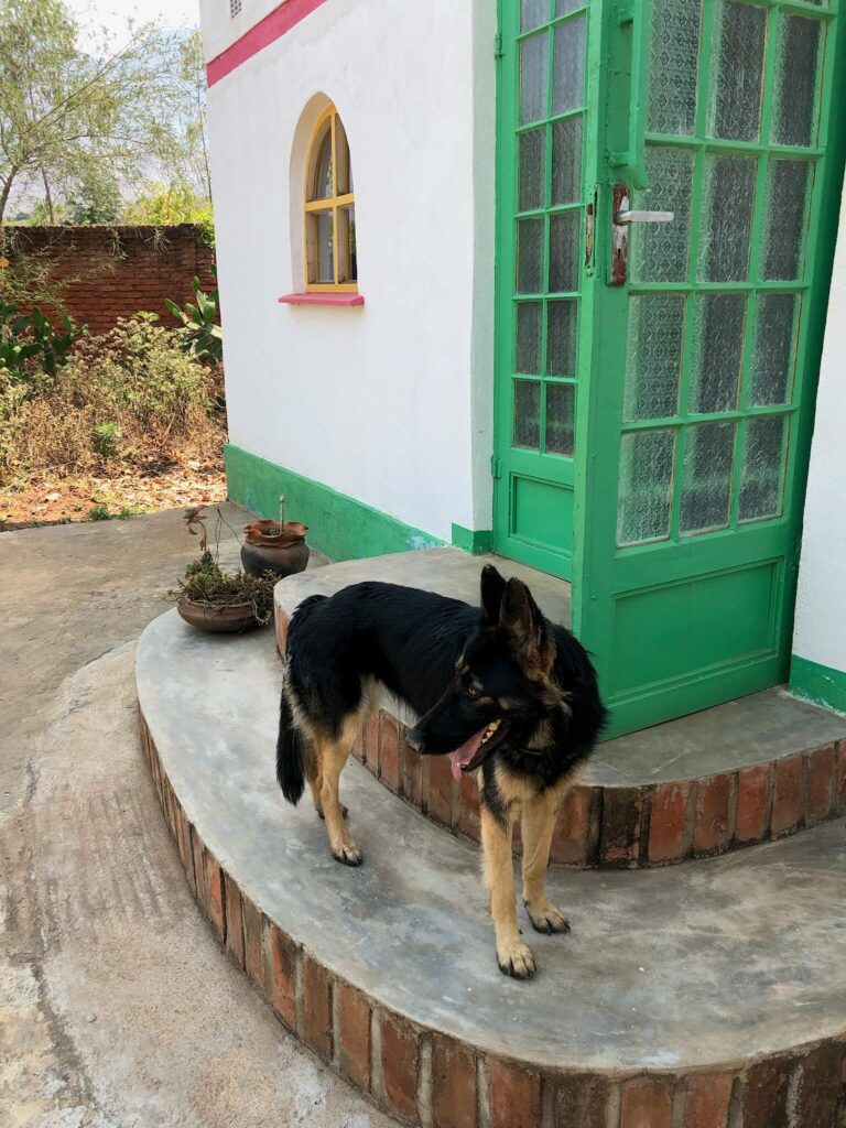 Oetchi, de hond, staat op het trapje voor de buitendeur van het huis aan de overkant