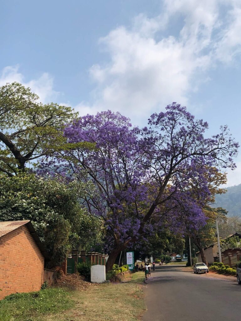 Een boom met paarse bladeren. Bijzonder mooi!