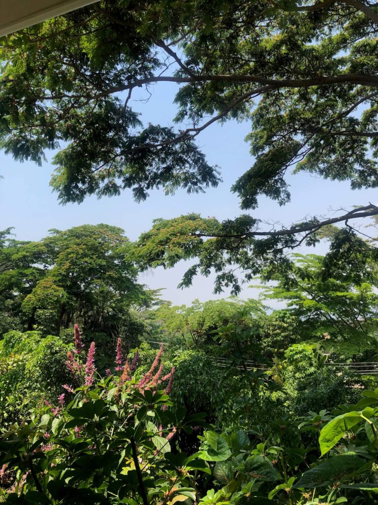 Uitzicht op groene bomen vanaf Kefi