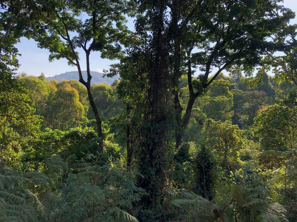 Uitzicht tijdens een hike op allemaal groene bomen