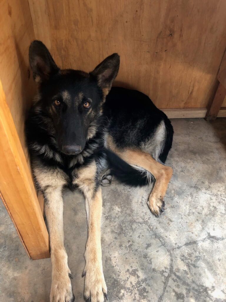 Oetchi, de hond, ligt onder m'n werkbureau heel schattig naar me te kijken