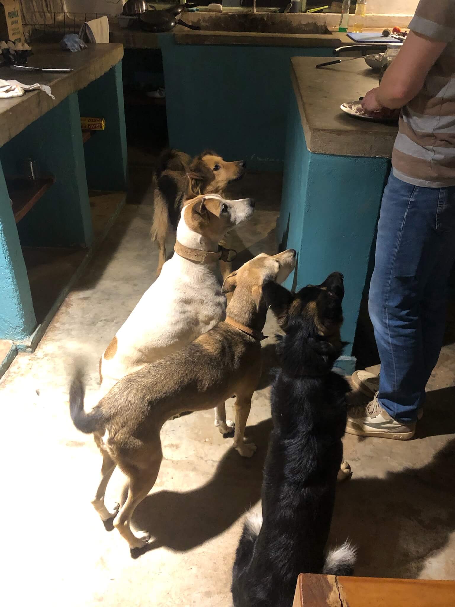 De vier honden op een rij voor Niels