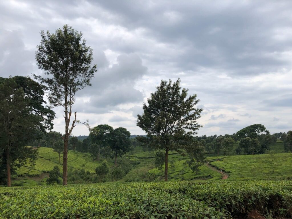 De groene theeplantages. Je ziet allemaal lage groene struikjes, hier groeit de thee aan