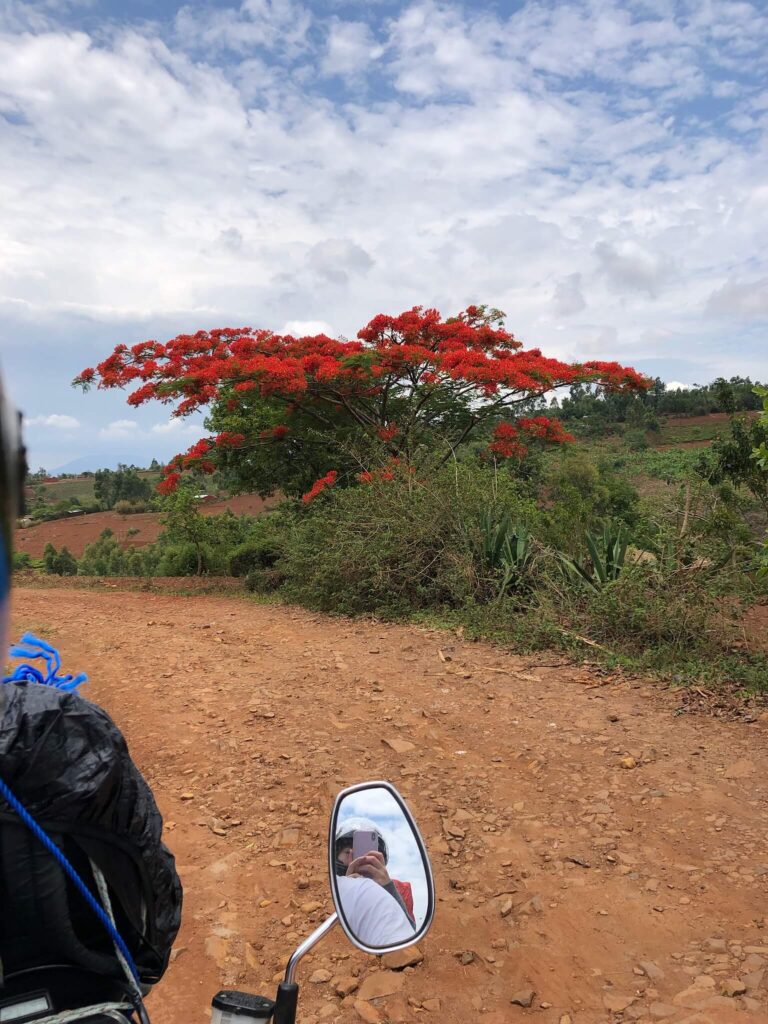 Ik zit achterop de motor en maak een foto van wat we voor ons zien: een boom met prachtige rode bladeren
