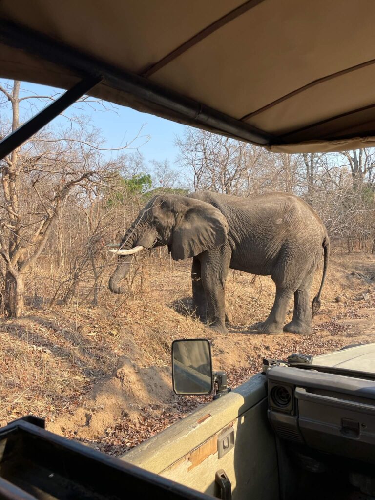 Een olifant vlak voor onze neus