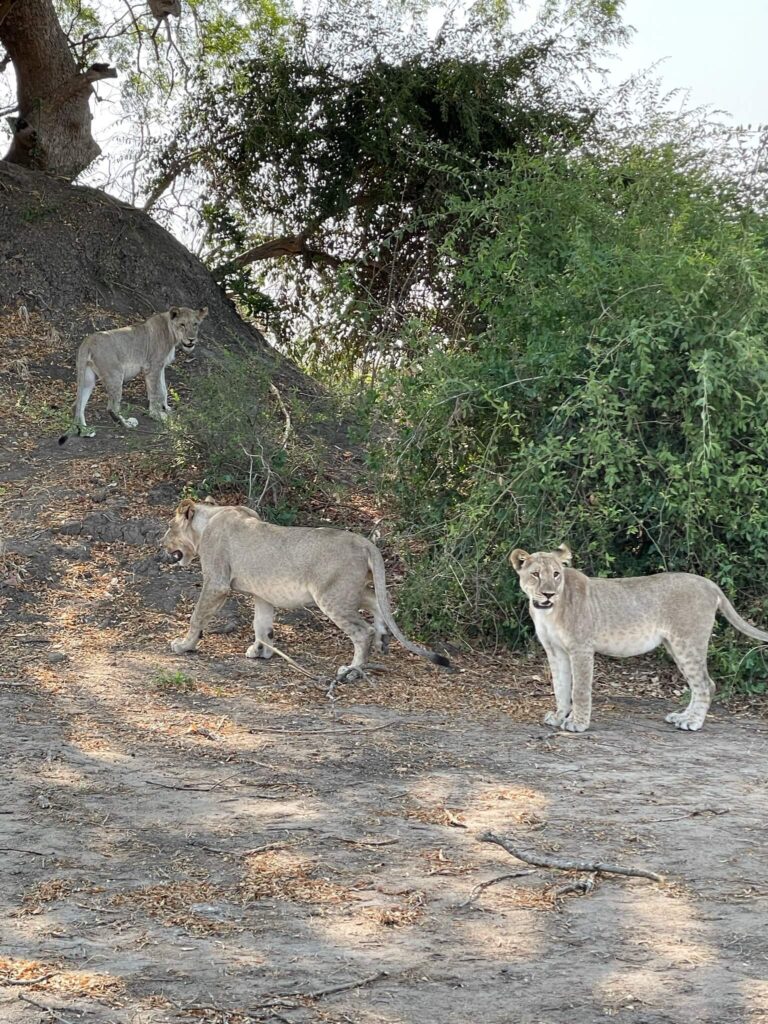 Drie welpjes op een rij!