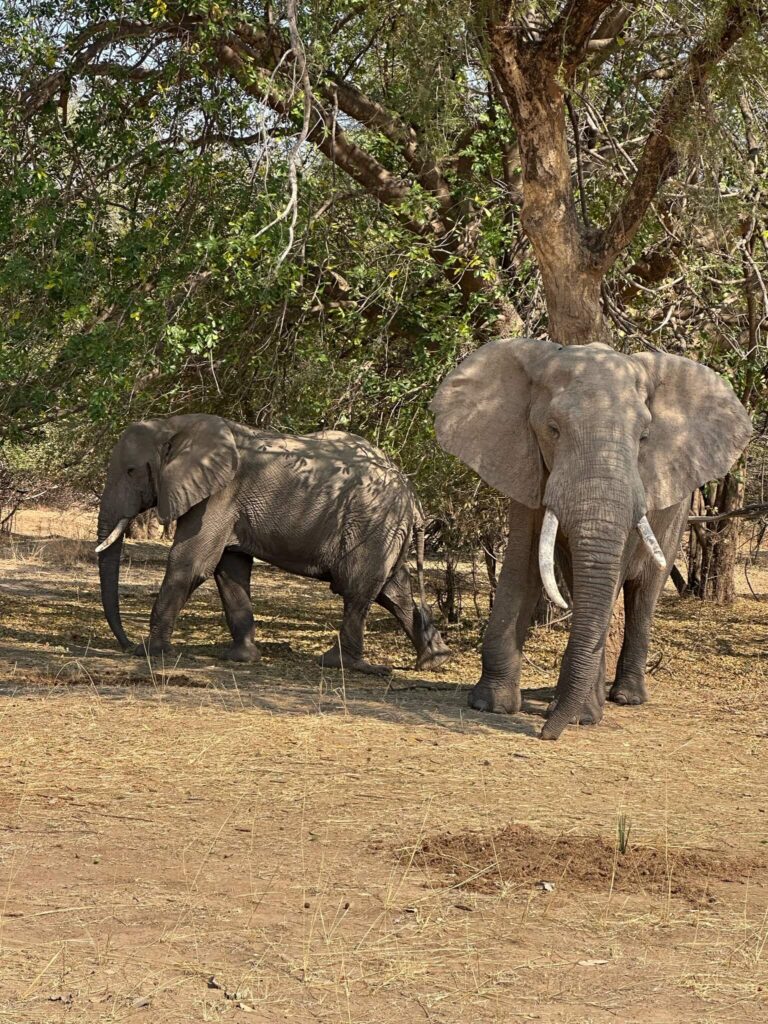 Twee olifanten van dichtbij gefotografeerd. 1 olifant loopt richting de camera. Je ziet de 2 indrukwekkende slagtanden