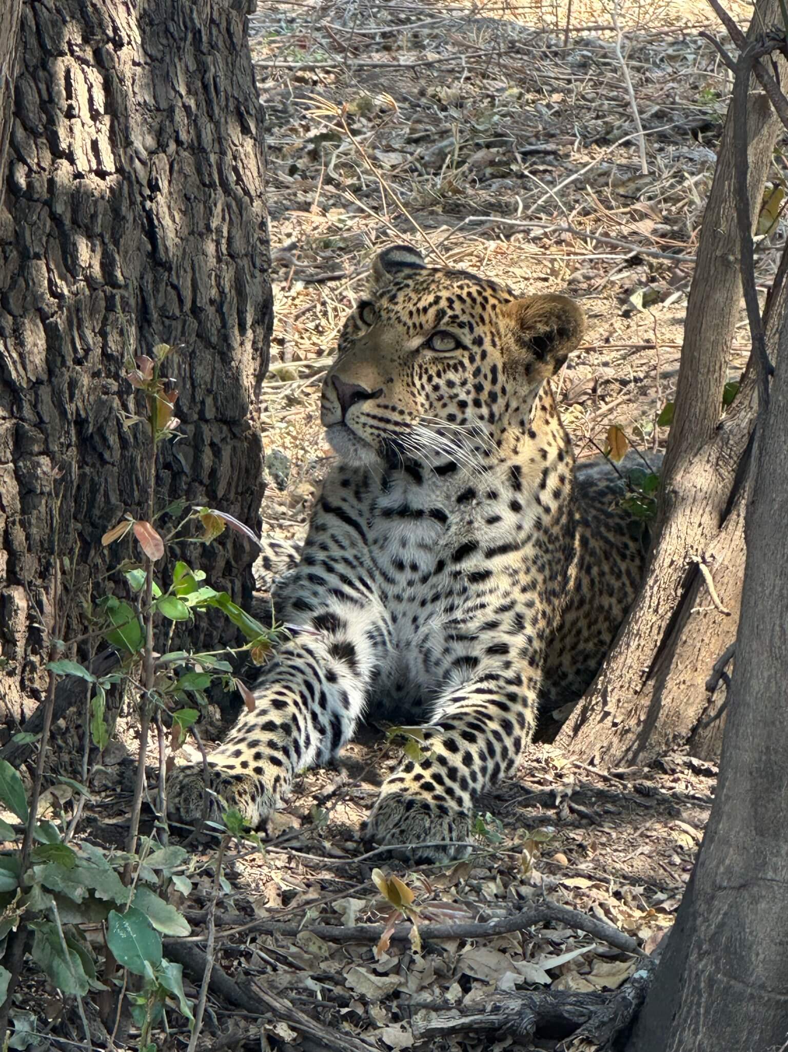 Een luipaard van heel dichtbij! De luipaard ligt op de grond en kijkt omhoog
