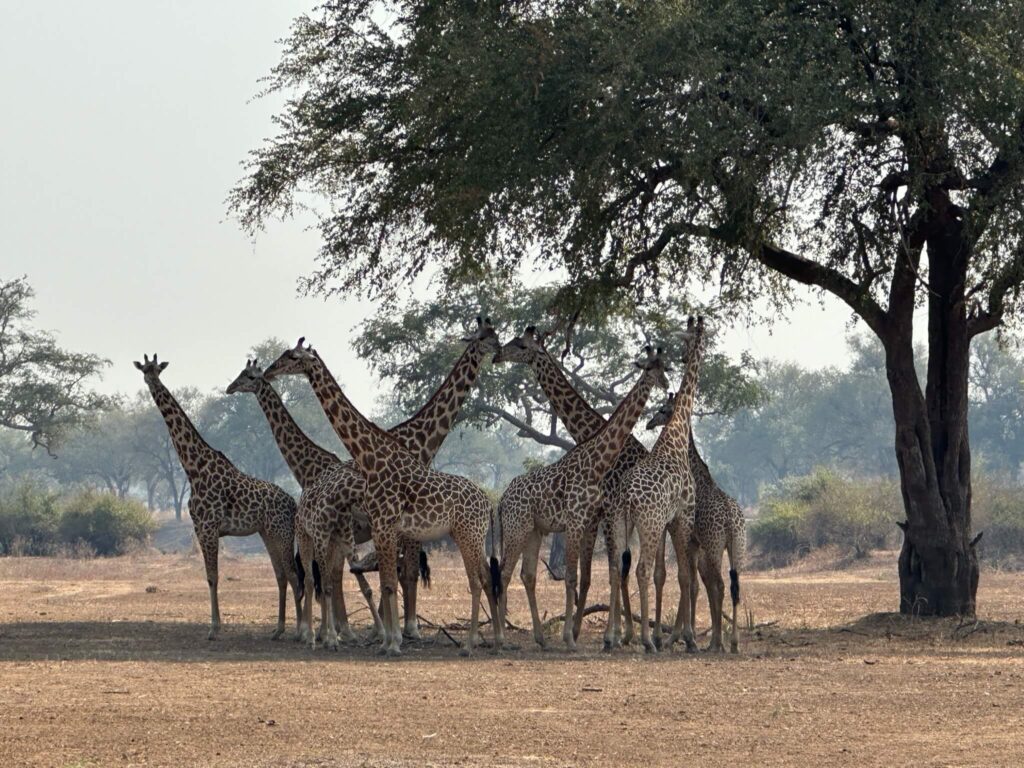 Een groep van zo'n 8 giraffen staan naast elkaar onder een boom
