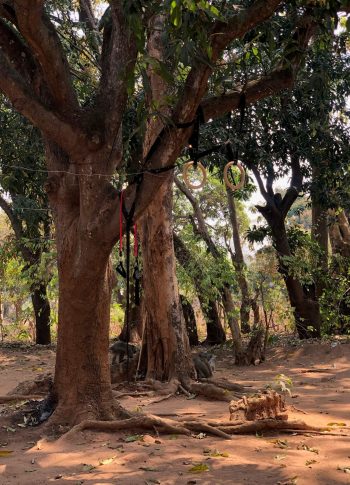 Een boom die in onze tuin staat, met daarin een paar sportattributen