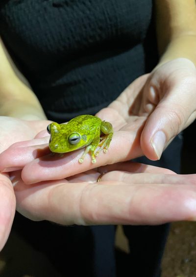 Ik heb een gifgroene kleine kikker in de palm van m'n hand