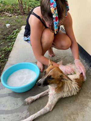 Ik was hier Daisy: Daisy ligt op de grond en naast haar staat een teiltje met anti-vlooienmiddel. Ik zit gehurkt naast haar